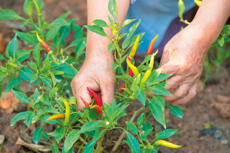 Eine Person erntet Chilis von einer Chilipflanze.