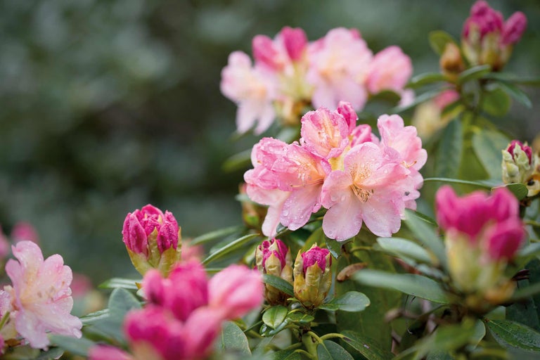 Rhododendren pflanzen und pflegen
