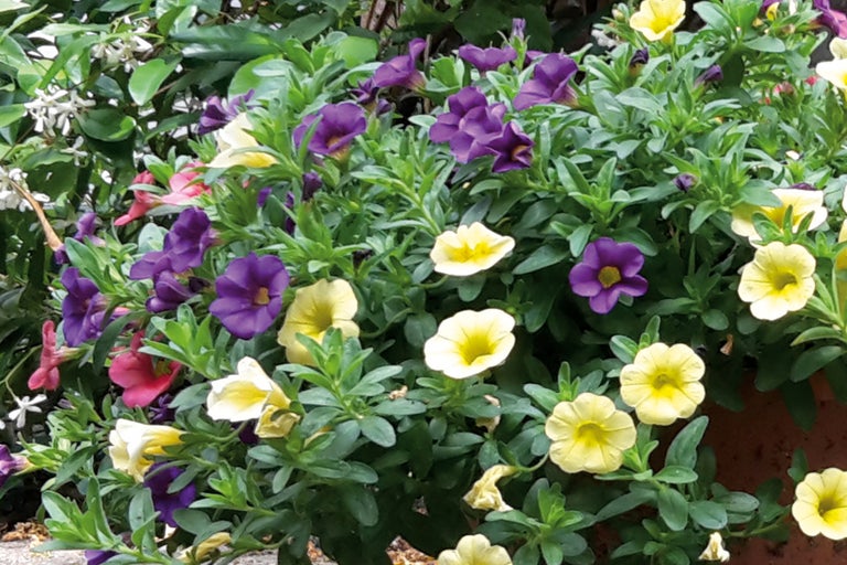 Blumenarrangement mit Petunien und anderen Blumen