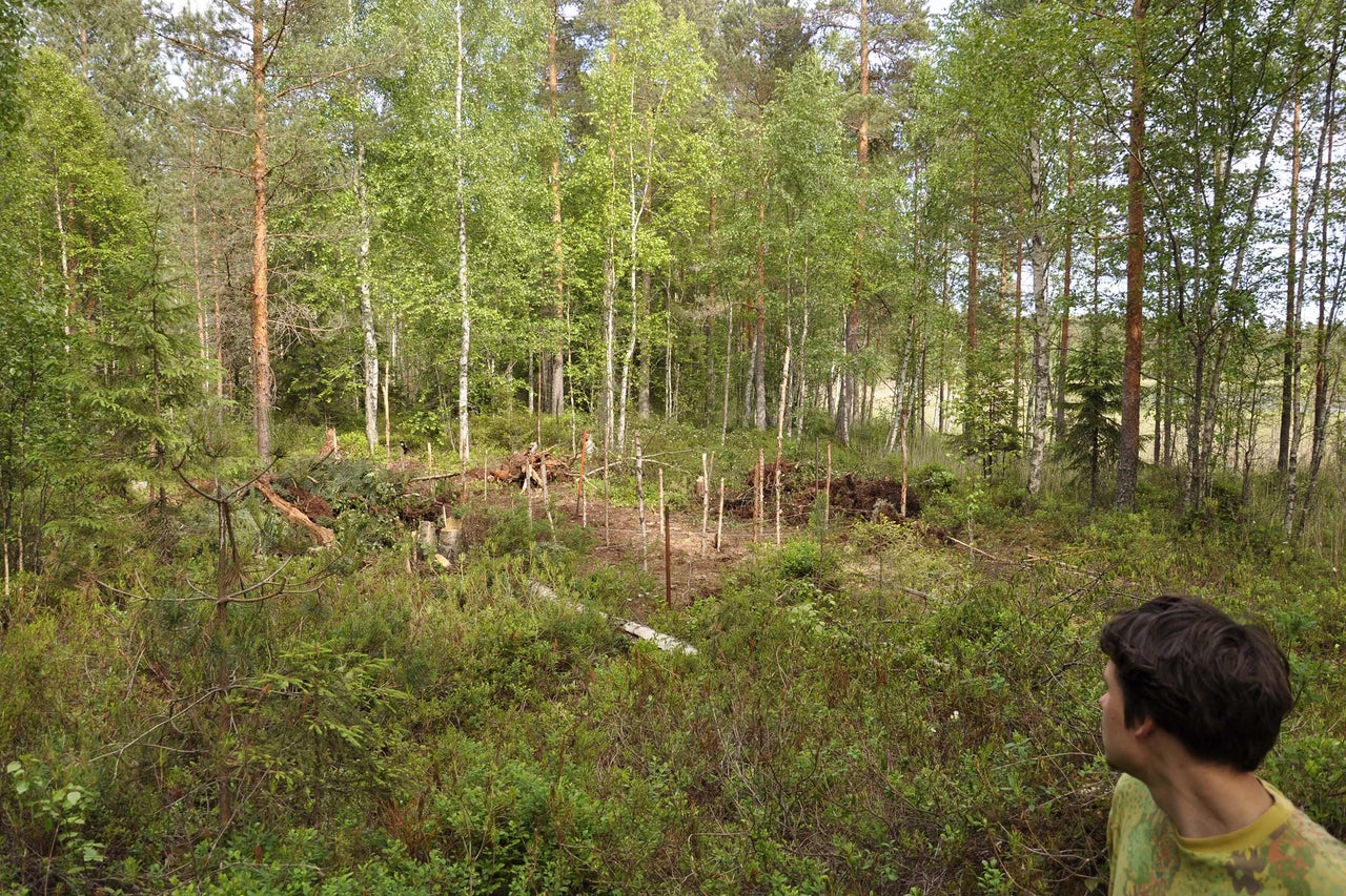 Waldszene mit Baumstämmen und Vegetation