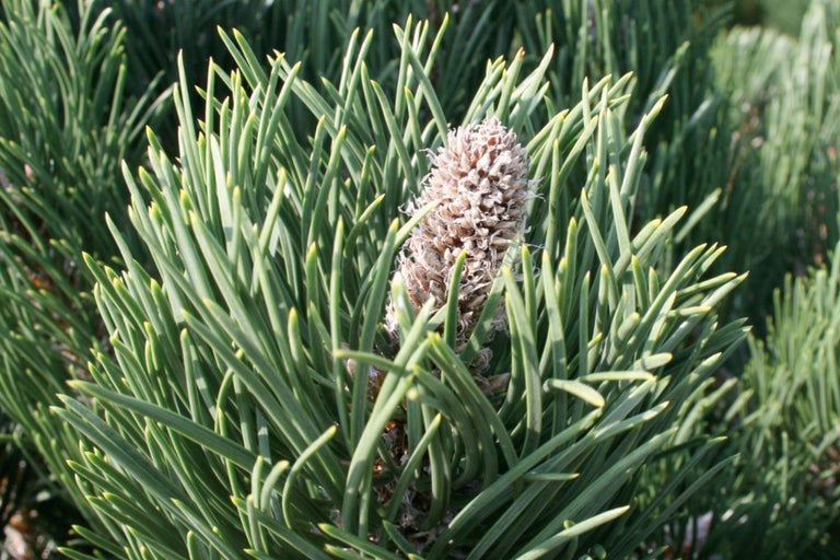 Nahaufnahme einer Zwerg-Kiefer mit Zapfen