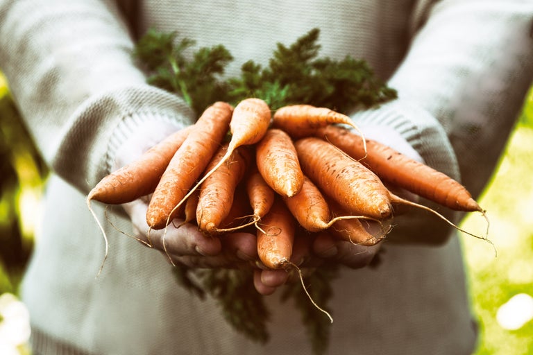 Person hält Bund Karotten in den Händen