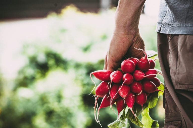 Eine Hand hält einen Bund Radieschen.