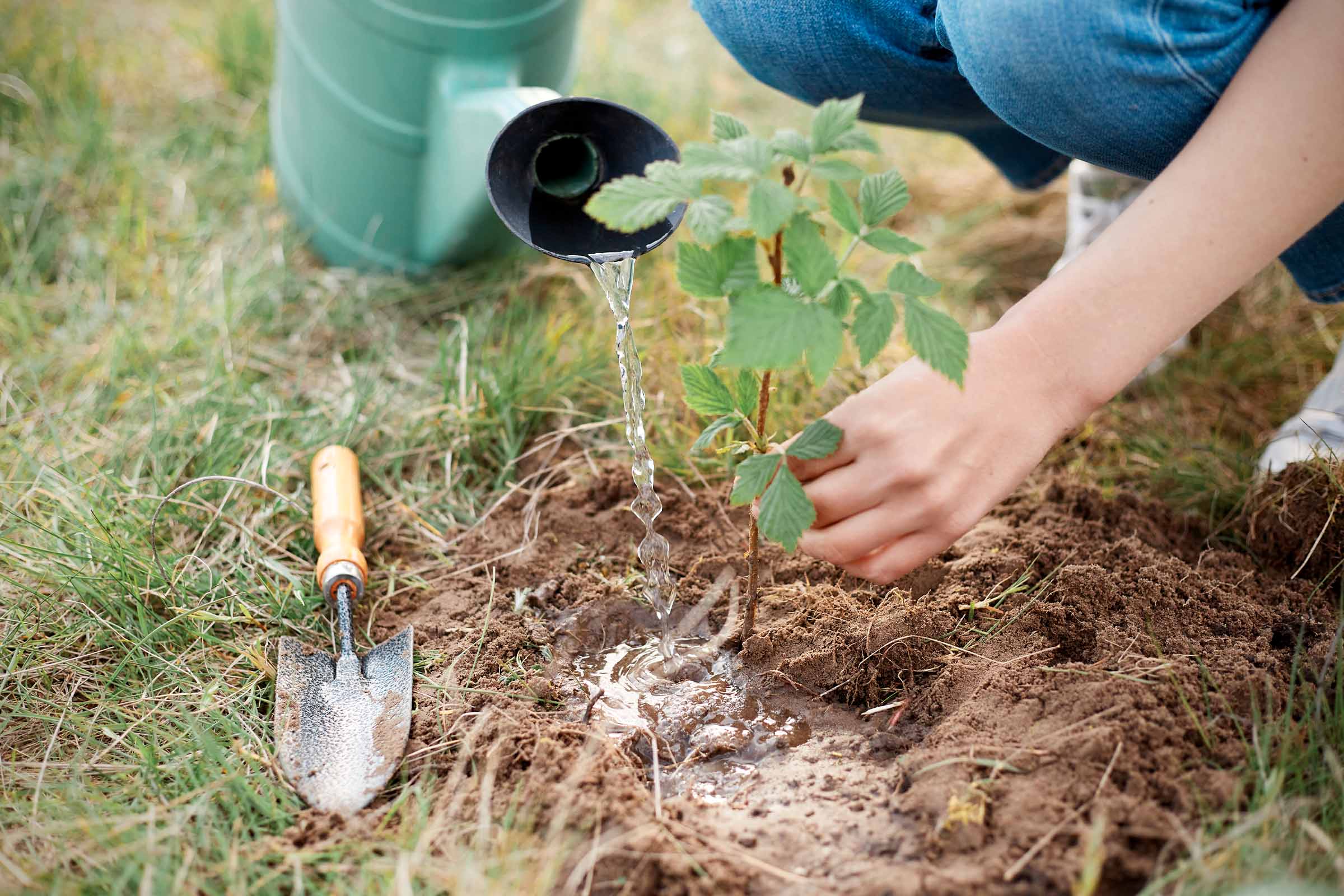 Eine Person gießt eine frisch gepflanzte Pflanze mit einer Gießkanne, während eine kleine Schaufel im Gras liegt.