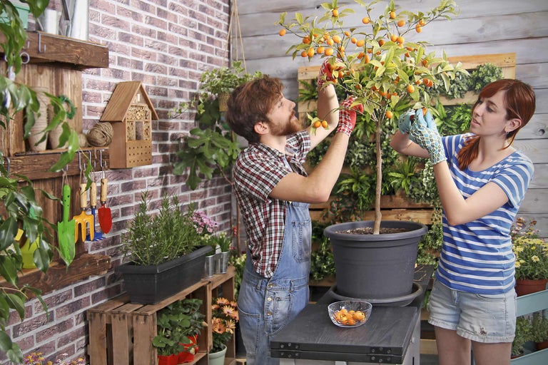 Zwei Personen ernten Kumquats von einem Kumquatbaum im Topf im Garten.