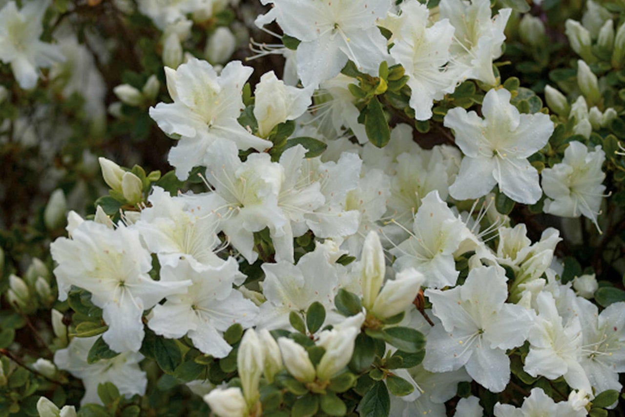 Nahaufnahme einer Azalee mit weißen Blüten