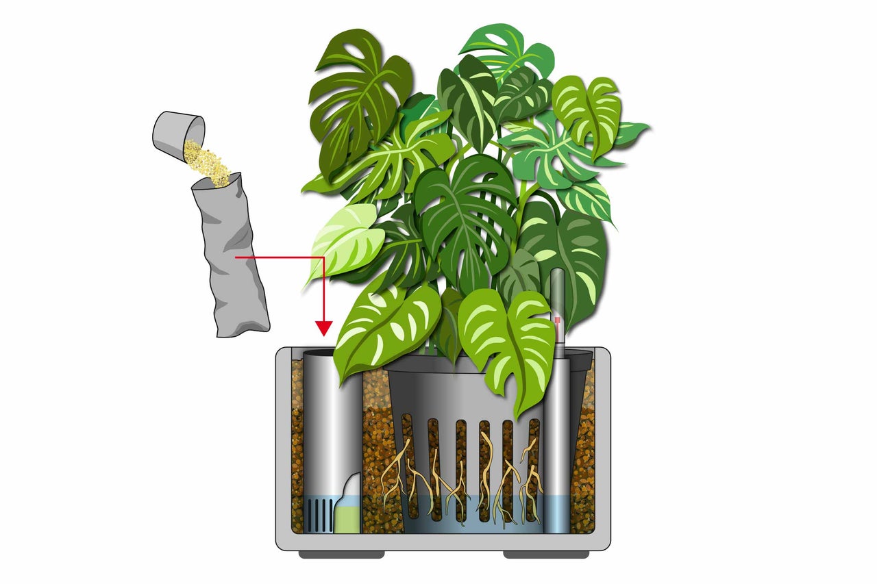 Illustration einer Zimmerpflanze in einem Hydrokultur-System mit Blähton