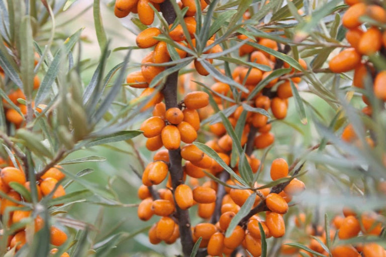 Sanddornzweig mit reifen Beeren und Blättern
