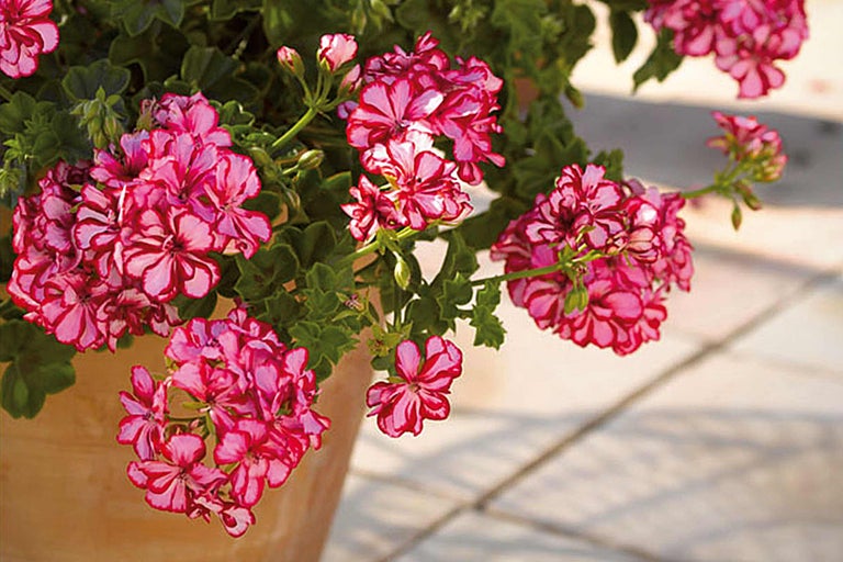 Geranie mit rosa Blüten im Pflanzgefäß