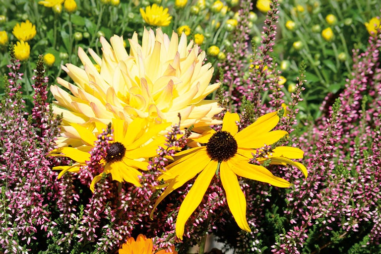 Blumenarrangement mit Dahlien und Rudbeckien