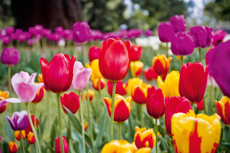 Nahaufnahme eines Feldes mit verschiedenen Tulpensorten