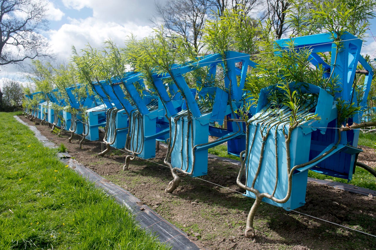 Reihe von Korbweidenpflanzen in blauen Pflanzbehältern auf einem Feld.