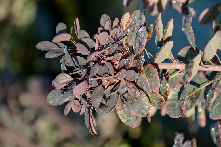 Nahaufnahme von Rauchbaumblättern mit Wassertropfen
