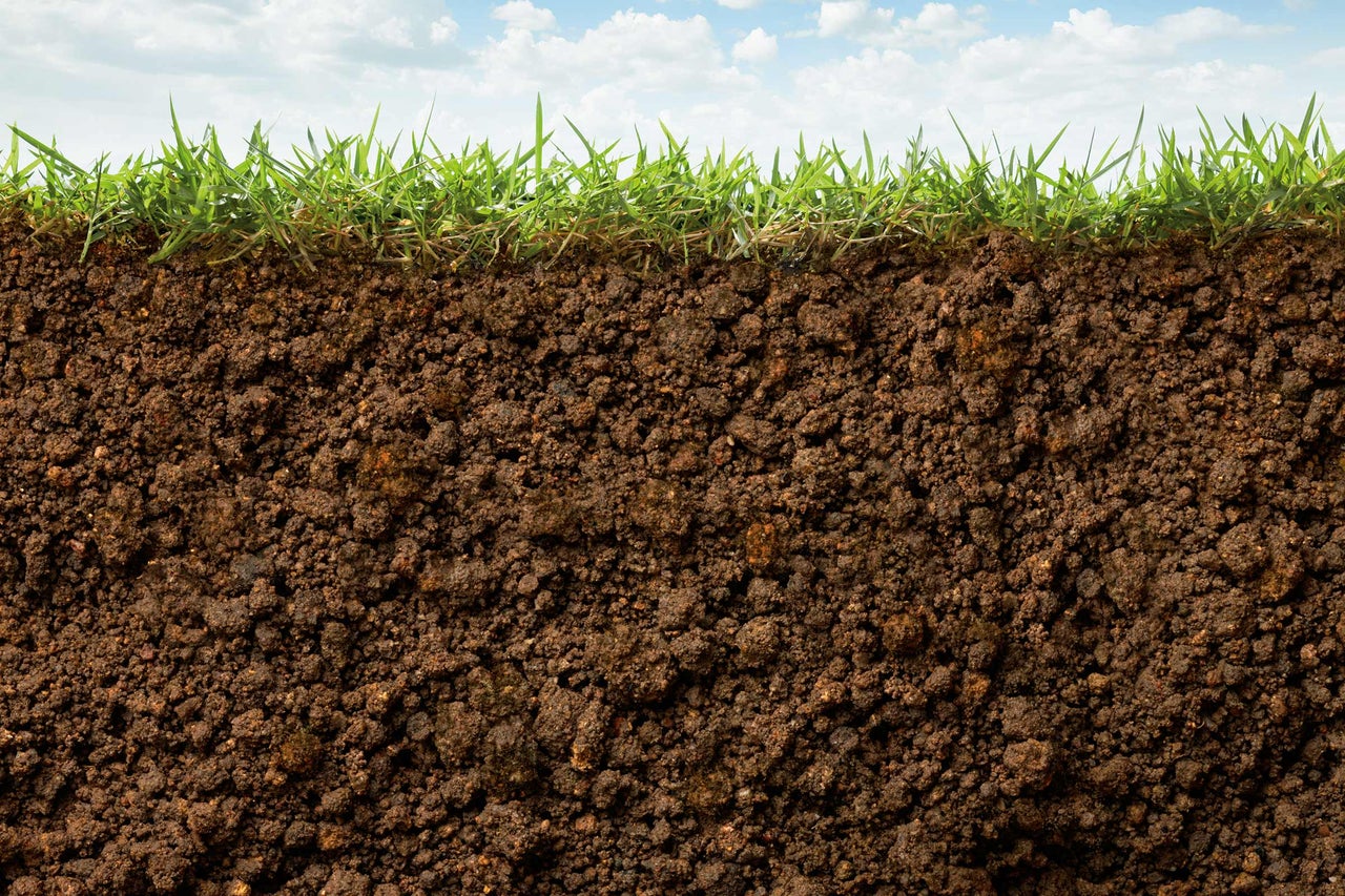 Bodenprofil mit Grasnarbe