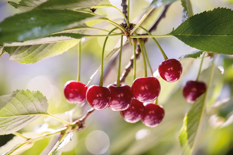 Nahaufnahme von reifen Kirschen am Baum