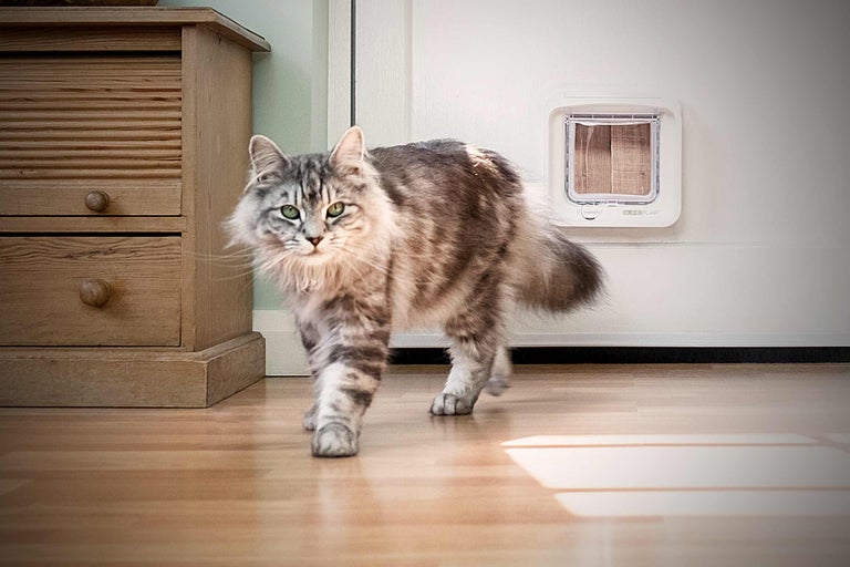 Katzenklappe einbauen