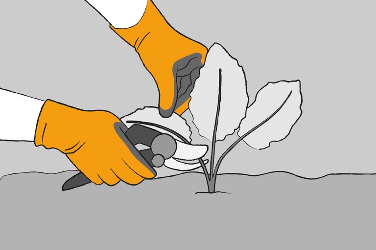 Illustration einer Person, die mit einer Gartenschere eine Pflanze beschneidet und dabei Gartenhandschuhe trägt.