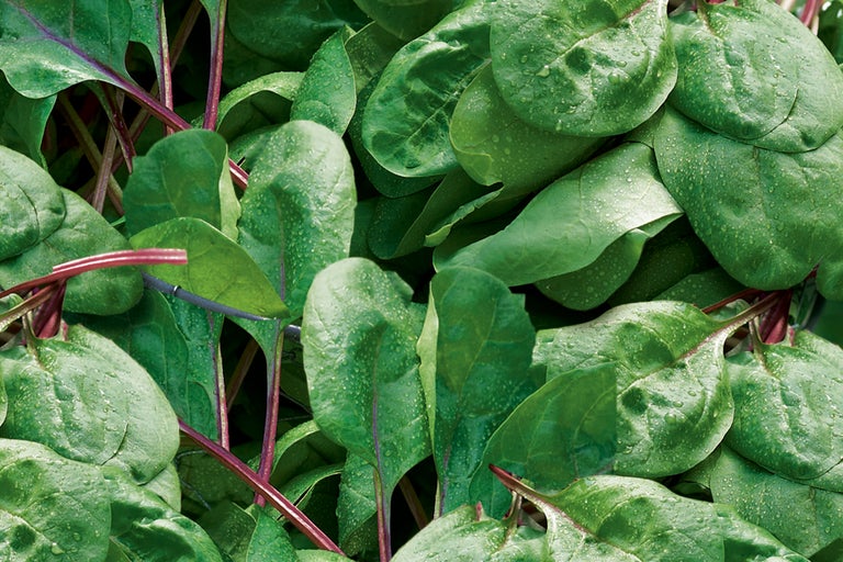 Nahaufnahme von Mangoldblättern mit Wassertropfen