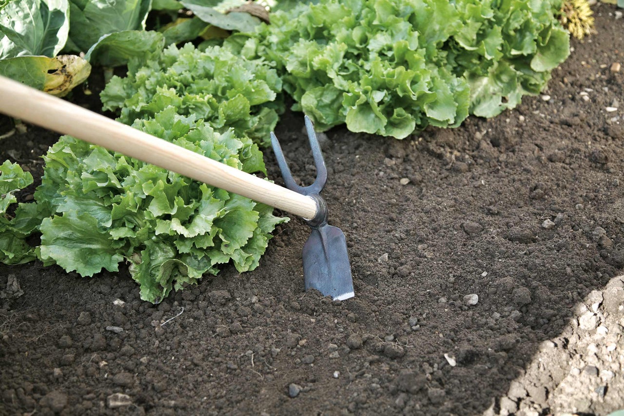 Gartenhacke im Beet mit Salatpflanzen