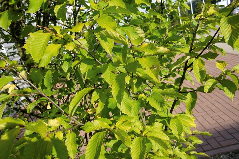 Nahaufnahme einer Hainbuche mit Blättern.