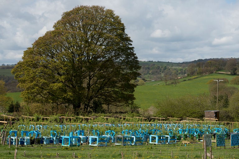 Ansicht eines Feldes mit Pflanzen in blauen Rahmen unter einem großen Baum in ländlicher Umgebung.