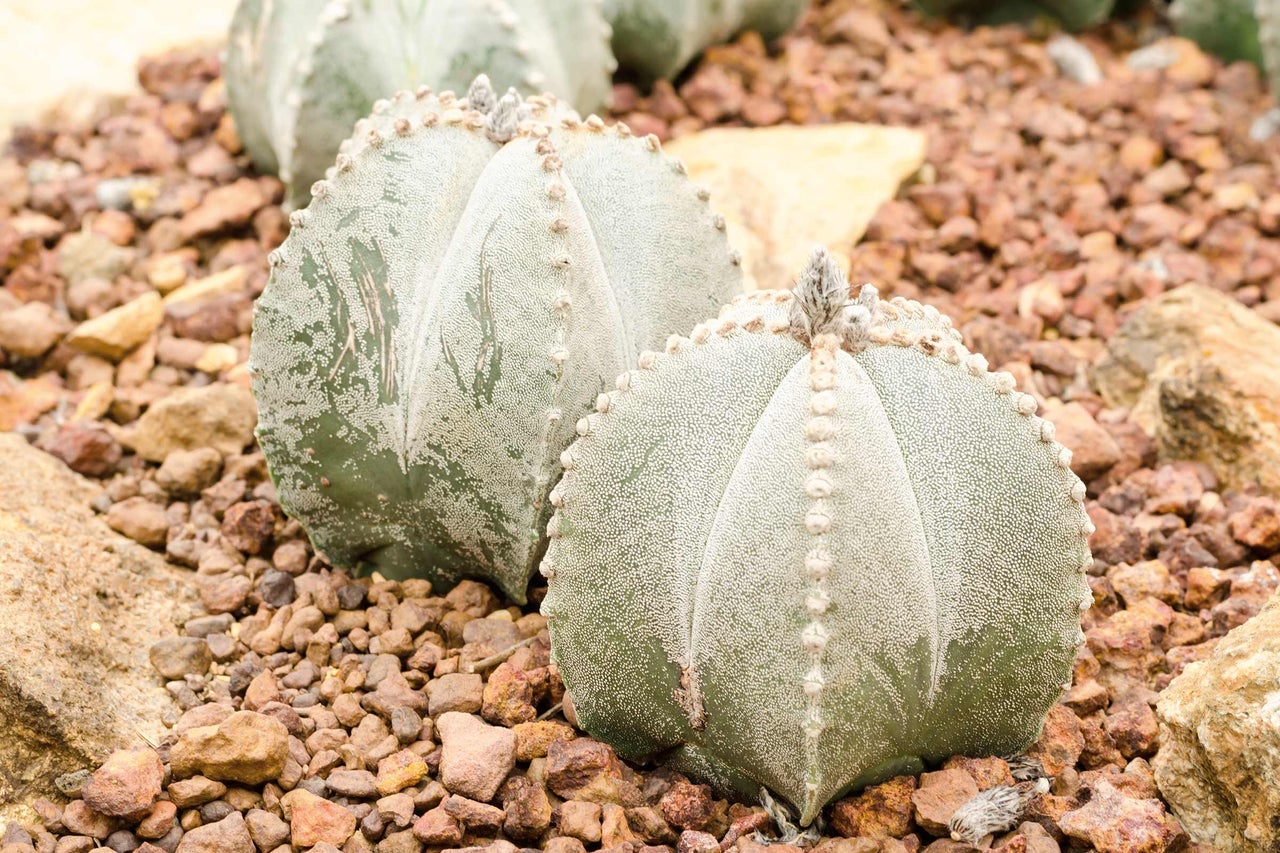 Astrophytum Zierkaktus im Steingarten