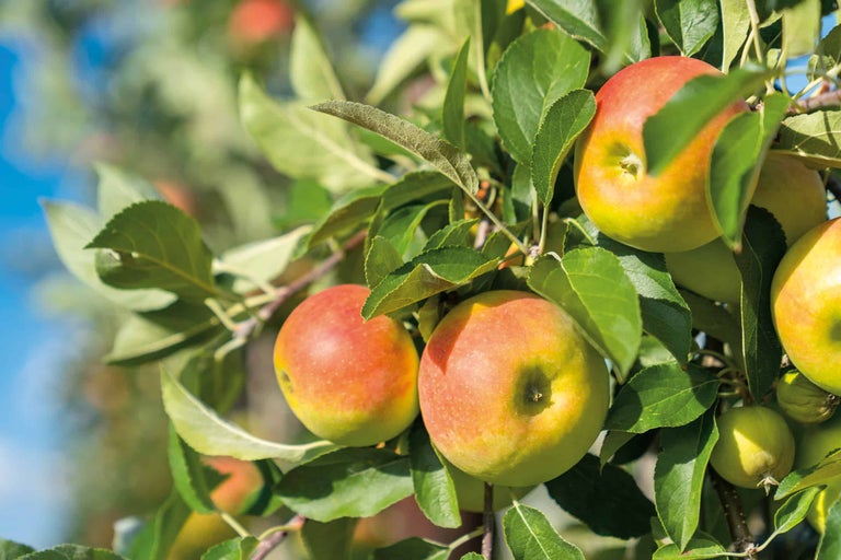 Apfelbaum mit reifen Äpfeln und grünen Blättern