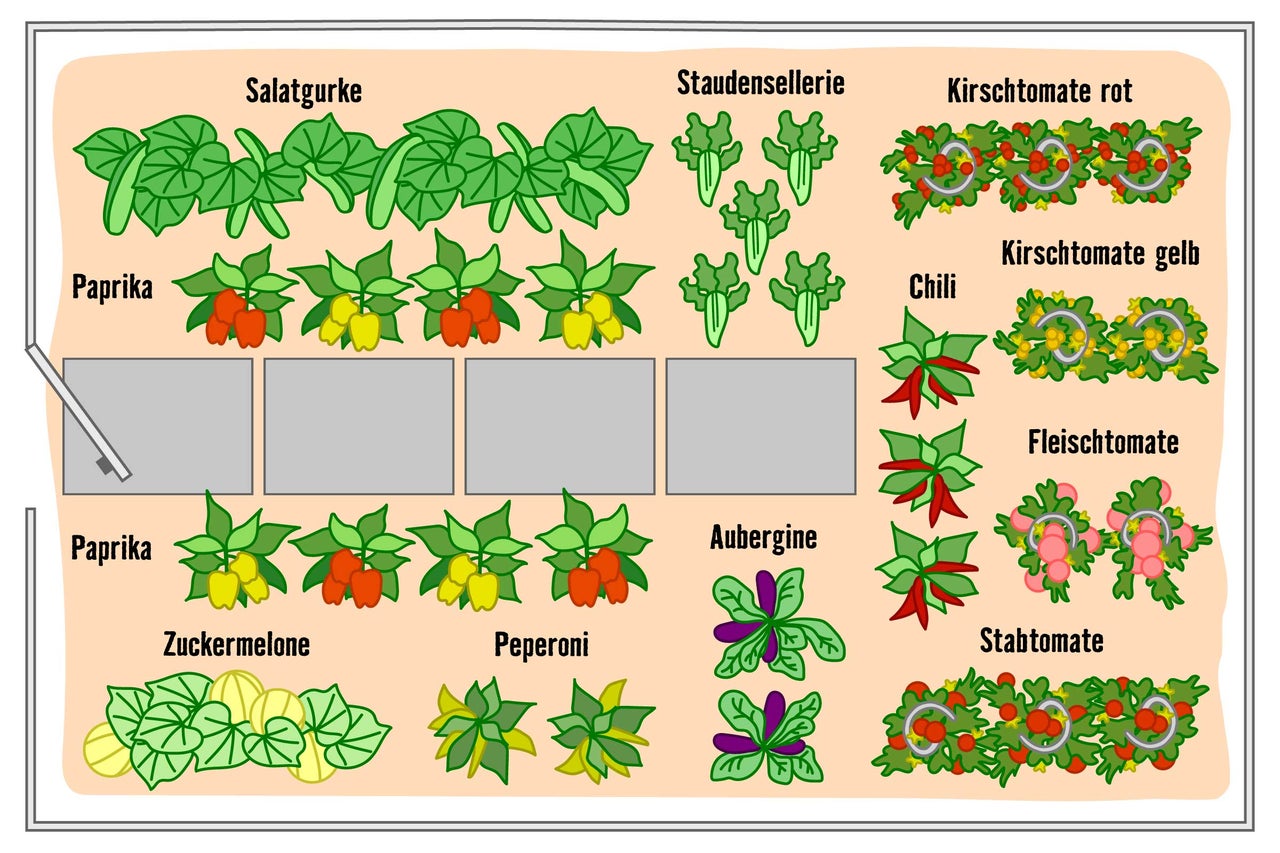 Illustration eines Gemüsebeets mit Salatgurken, Paprika, Staudensellerie, Kirschtomaten, Chili, Fleischtomaten, Stabtomaten, Zuckermelone, Pfefferoni und Aubergine.