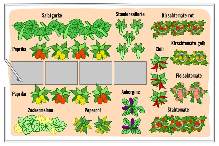Illustration eines Gemüsebeets mit Salatgurken, Paprika, Staudensellerie, Kirschtomaten, Chili, Fleischtomaten, Stabtomaten, Zuckermelone, Pfefferoni und Aubergine.