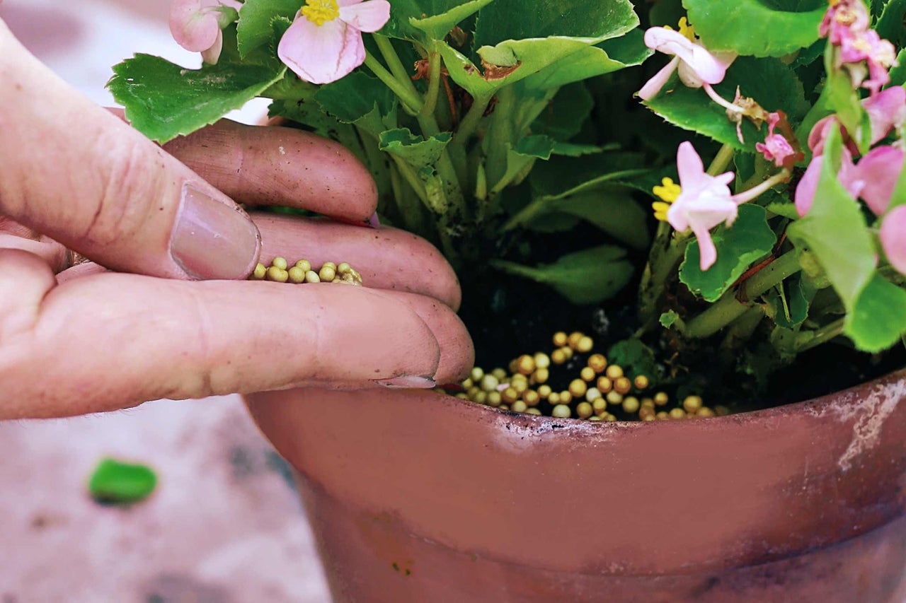 Hand gibt Dünger in Blumentopf mit Begonien