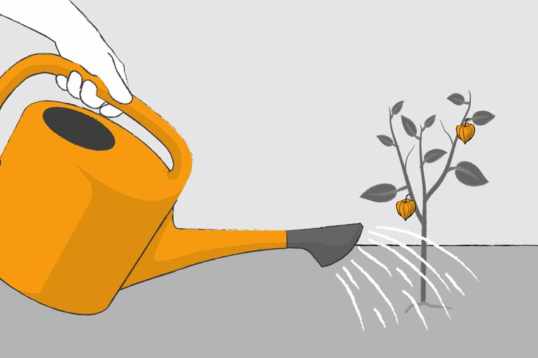 Gießkanne beim Gießen einer Pflanze