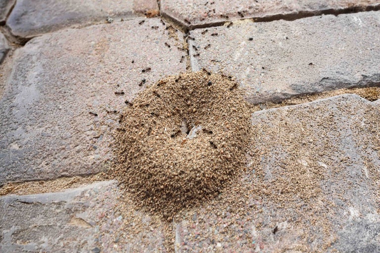 Ameisen im Haus: Was tun?