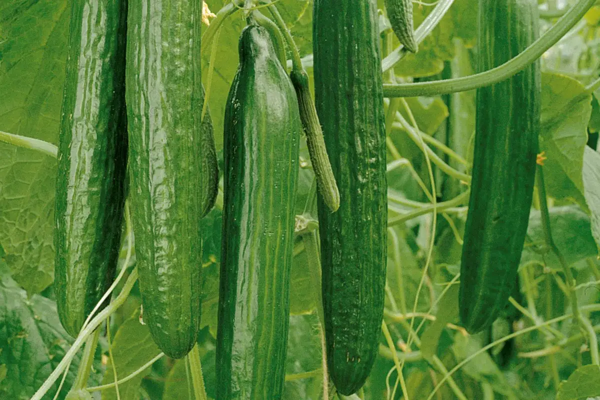 Gurken anbauen
Gurken anbauen