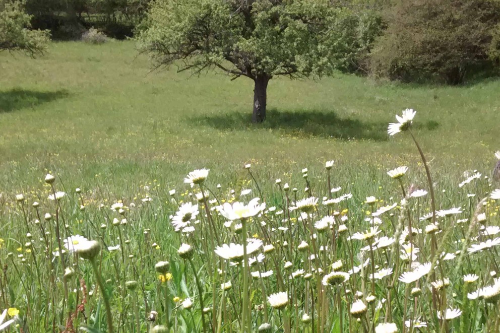 Wildblumenwiese03 Wildblumenwiese03