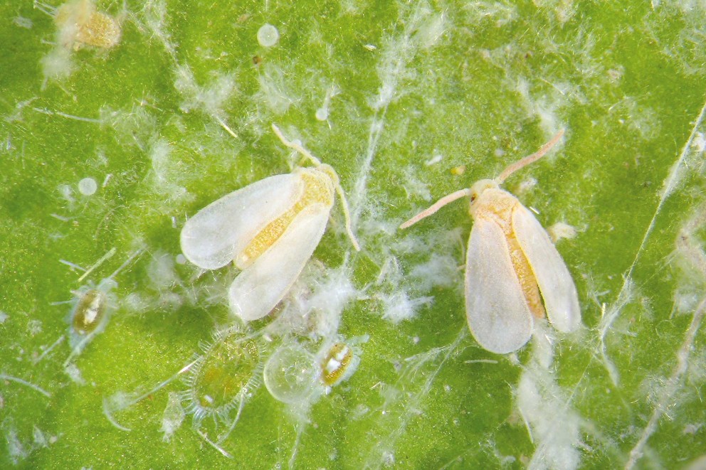 Hemiptera weisse Fliege Hemiptera weisse Fliege