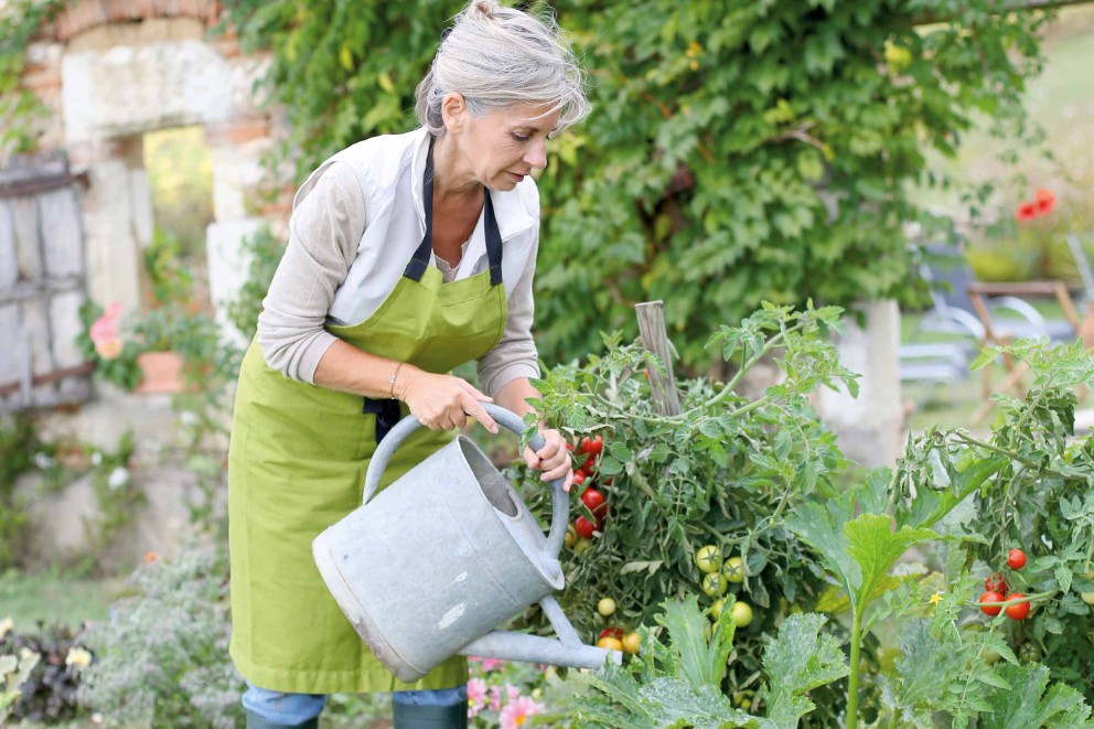 Pflanzen durch den Sommer bringen Pflanzen durch den Sommer bringen