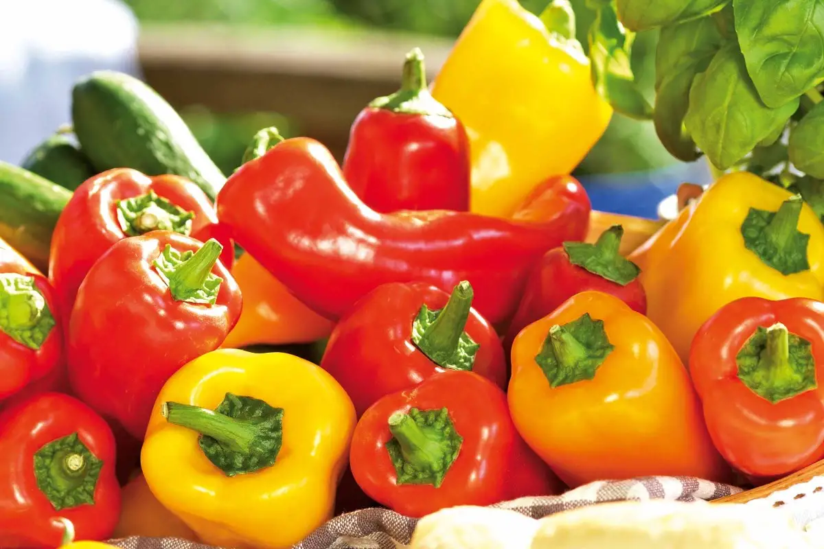 Paprika anbauen
Paprika anbauen