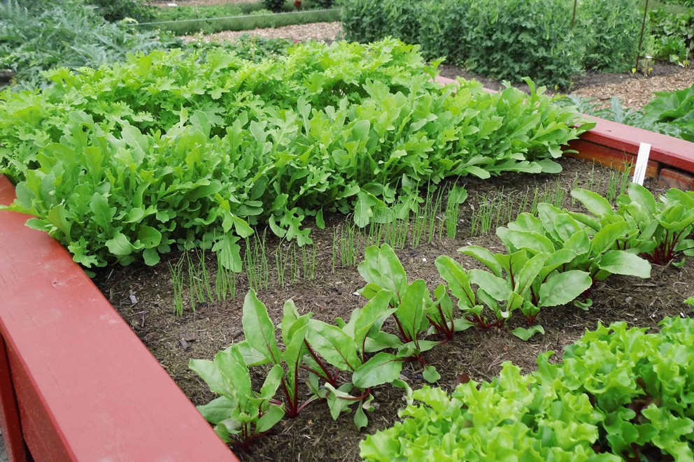 Gemüsegarten anlegen Gemüsegarten anlegen