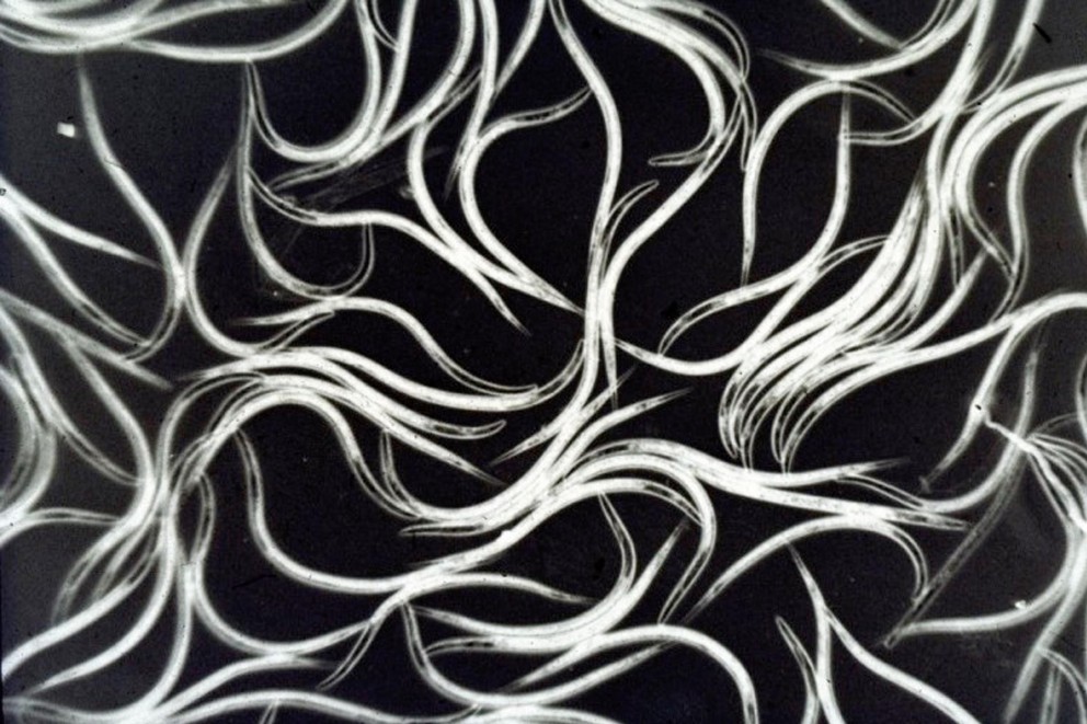 Nematoden Nematoden