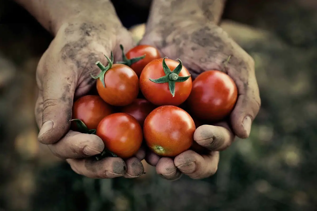 Tomaten anbauen
Tomaten anbauen
