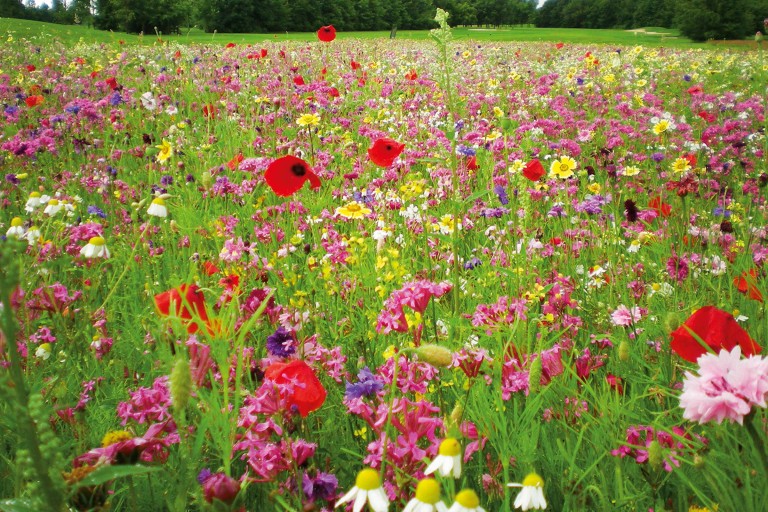 Blumenwiese anlegen Anleitung von HORNBACH