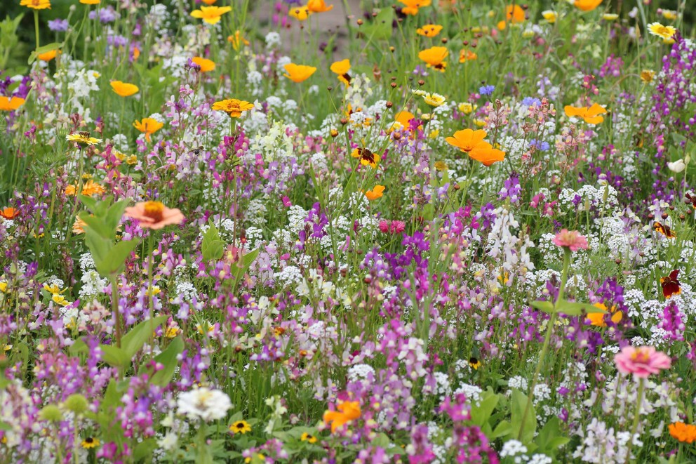 Blumenwiese anlegen Blumenwiese anlegen
