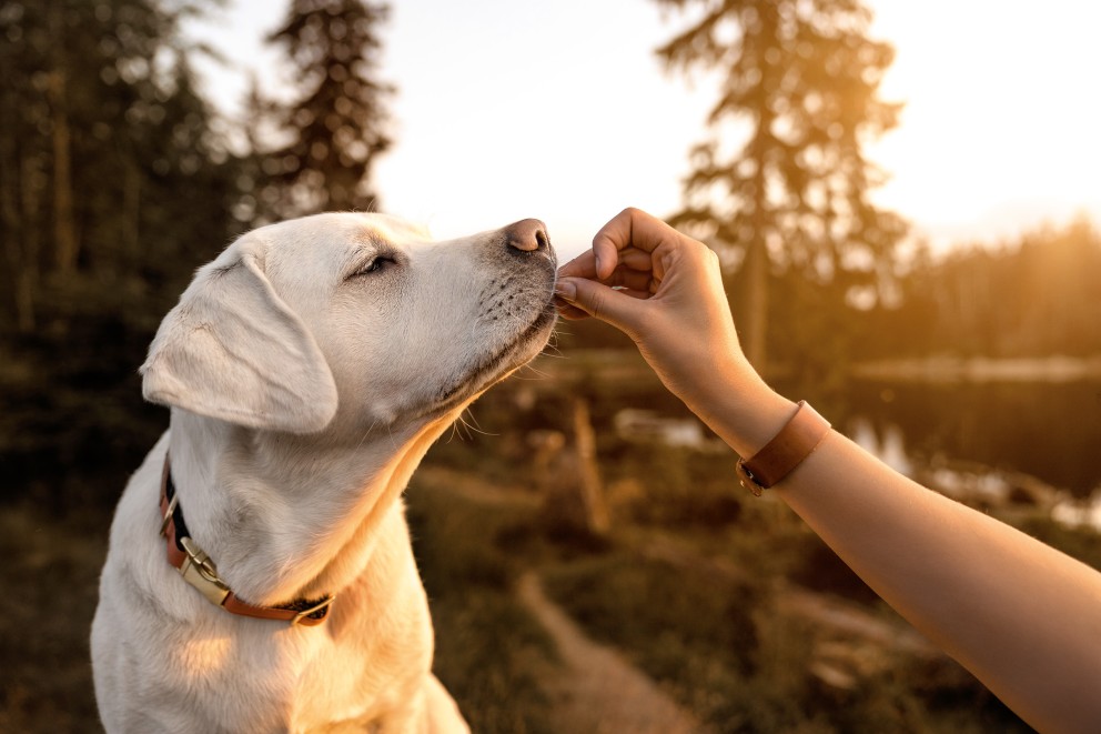 Hunde im Sommer Ernährung Hunde im Sommer Ernährung