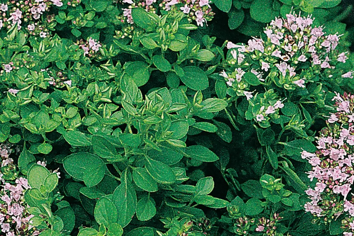 Urban Gardening Oregano Rezept
Urban Gardening Oregano Rezept