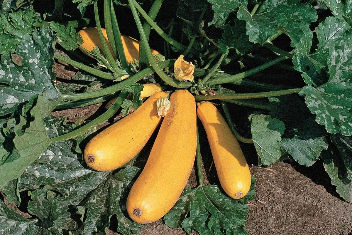 Zucchini anbauen
Zucchini anbauen