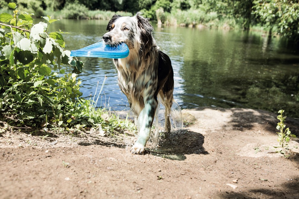 Hunde im Sommer Abkühlung Hunde im Sommer Abkühlung