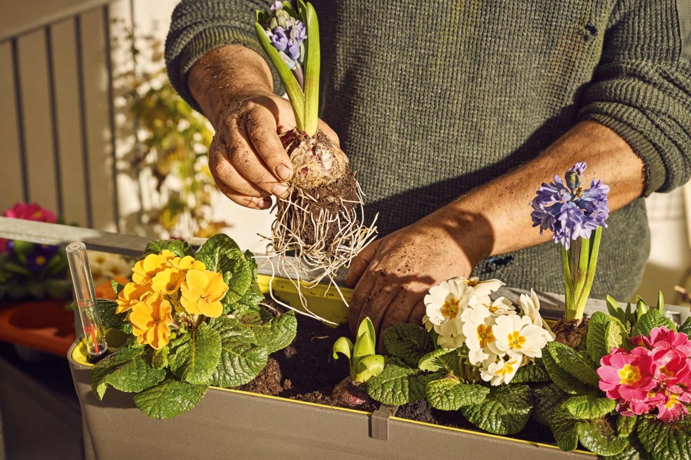 Gartenpflanzen im Sommer Gartenpflanzen im Sommer