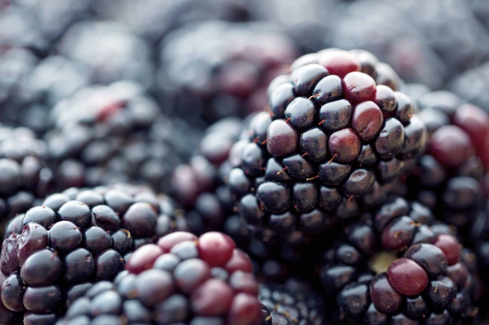 beerenstraeucher brombeeren beerenstraeucher brombeeren