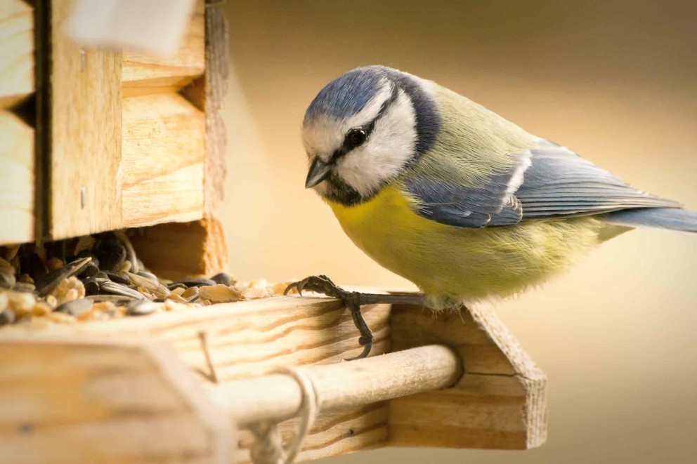 vogelhaus futter