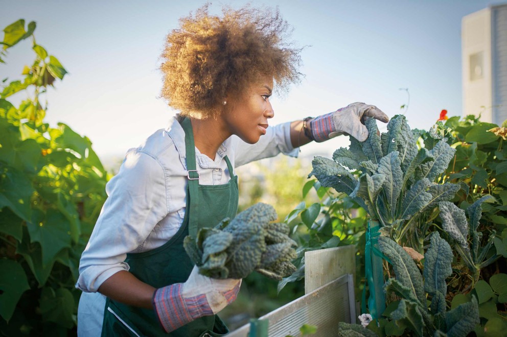 Eine Frau mit Gartenhandschuhen und Schürze erntet Grünkohl in einem Hochbeet.